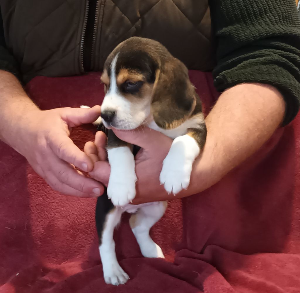 De La Motte Bientquoise - Chiot disponible  - Beagle