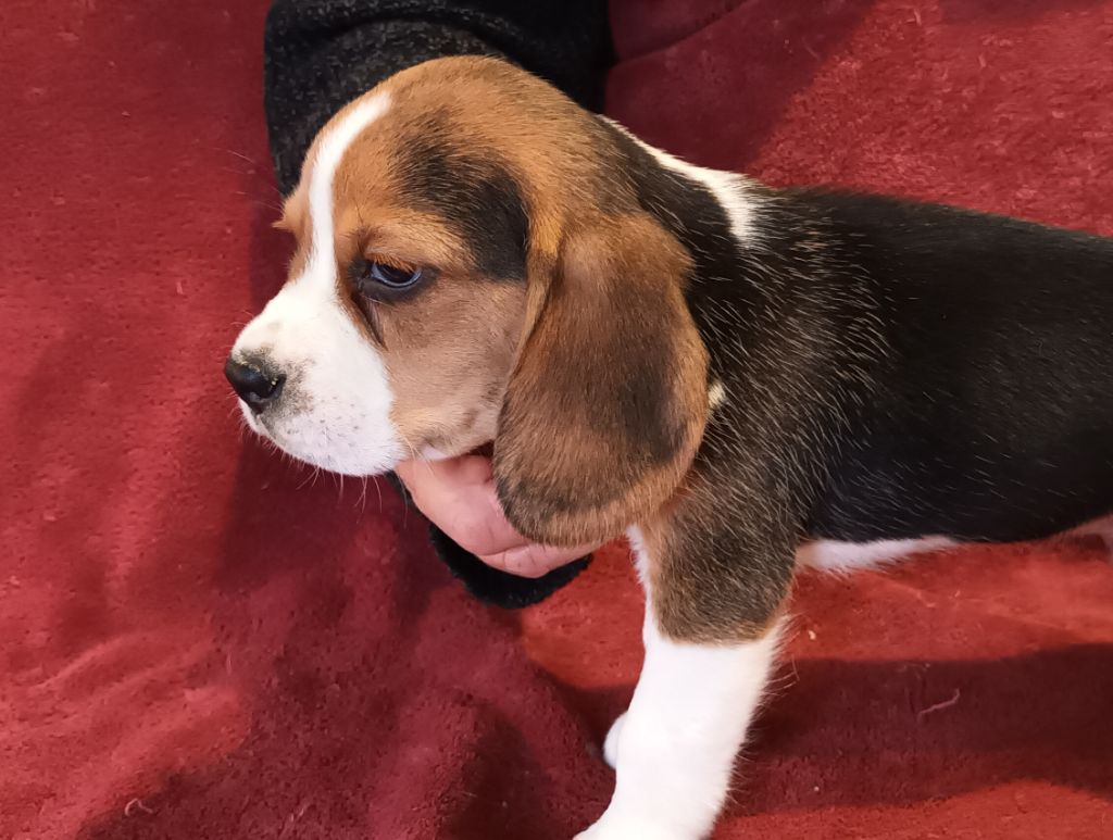 De La Motte Bientquoise - Chiot disponible  - Beagle