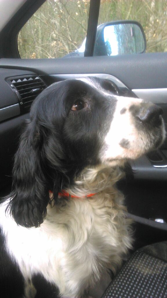 Ginger du chemin des cavaliers