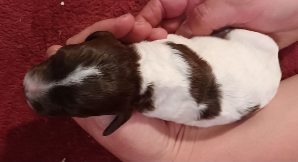 De La Motte Bientquoise - Chiots disponibles - English Springer Spaniel