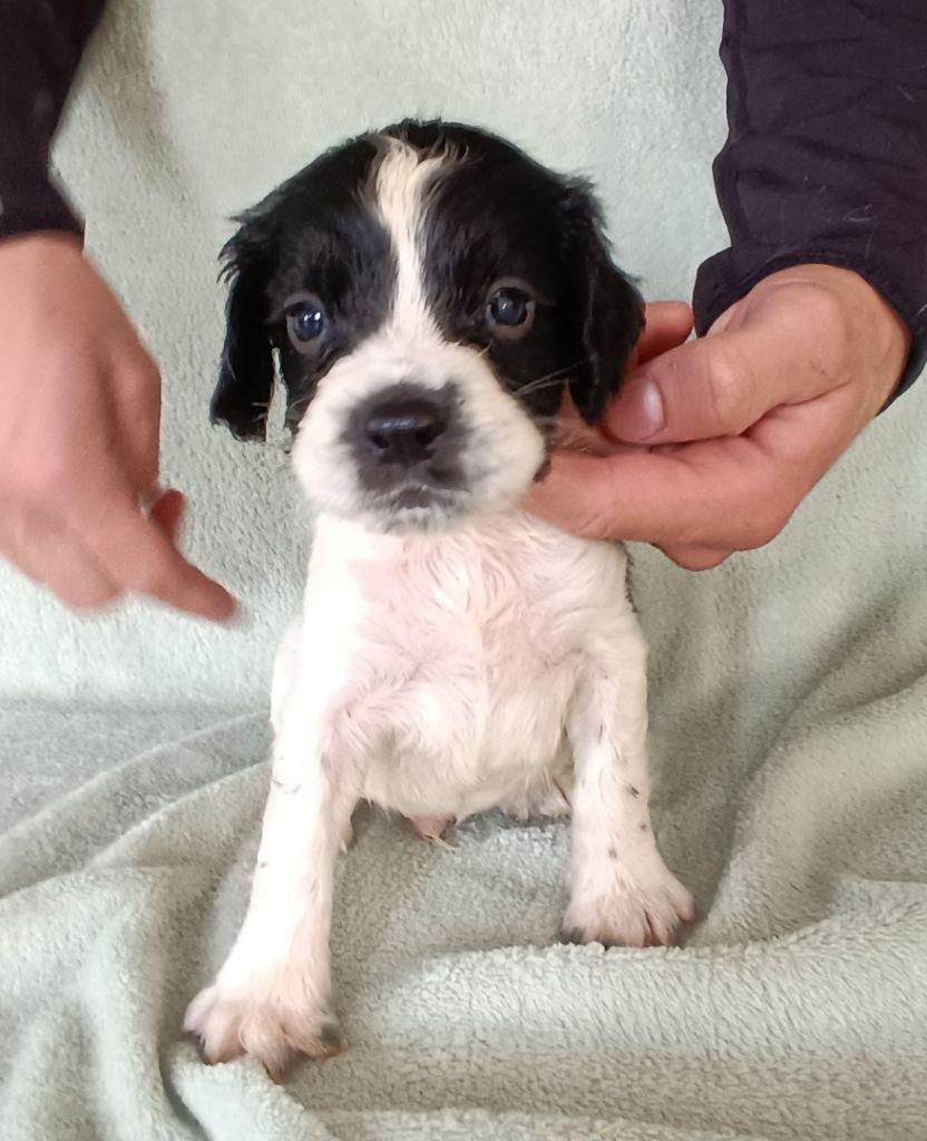 De La Motte Bientquoise - Chiots disponibles - English Springer Spaniel