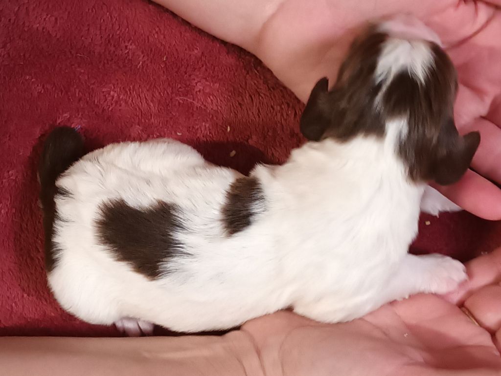 De La Motte Bientquoise - Chiots disponibles - English Springer Spaniel