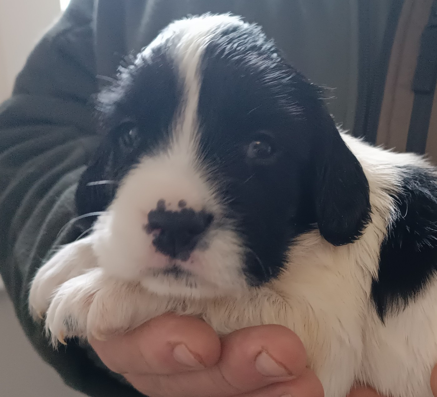 De La Motte Bientquoise - Chiots disponibles - English Springer Spaniel