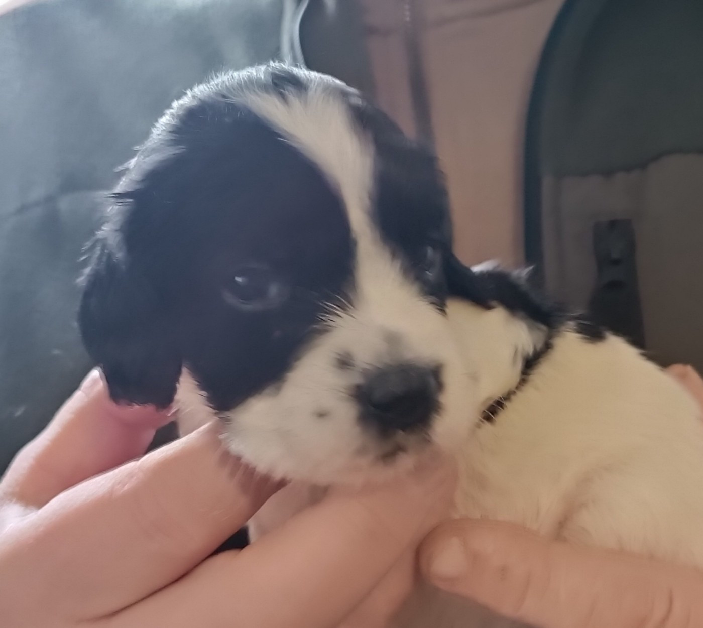 De La Motte Bientquoise - Chiots disponibles - English Springer Spaniel