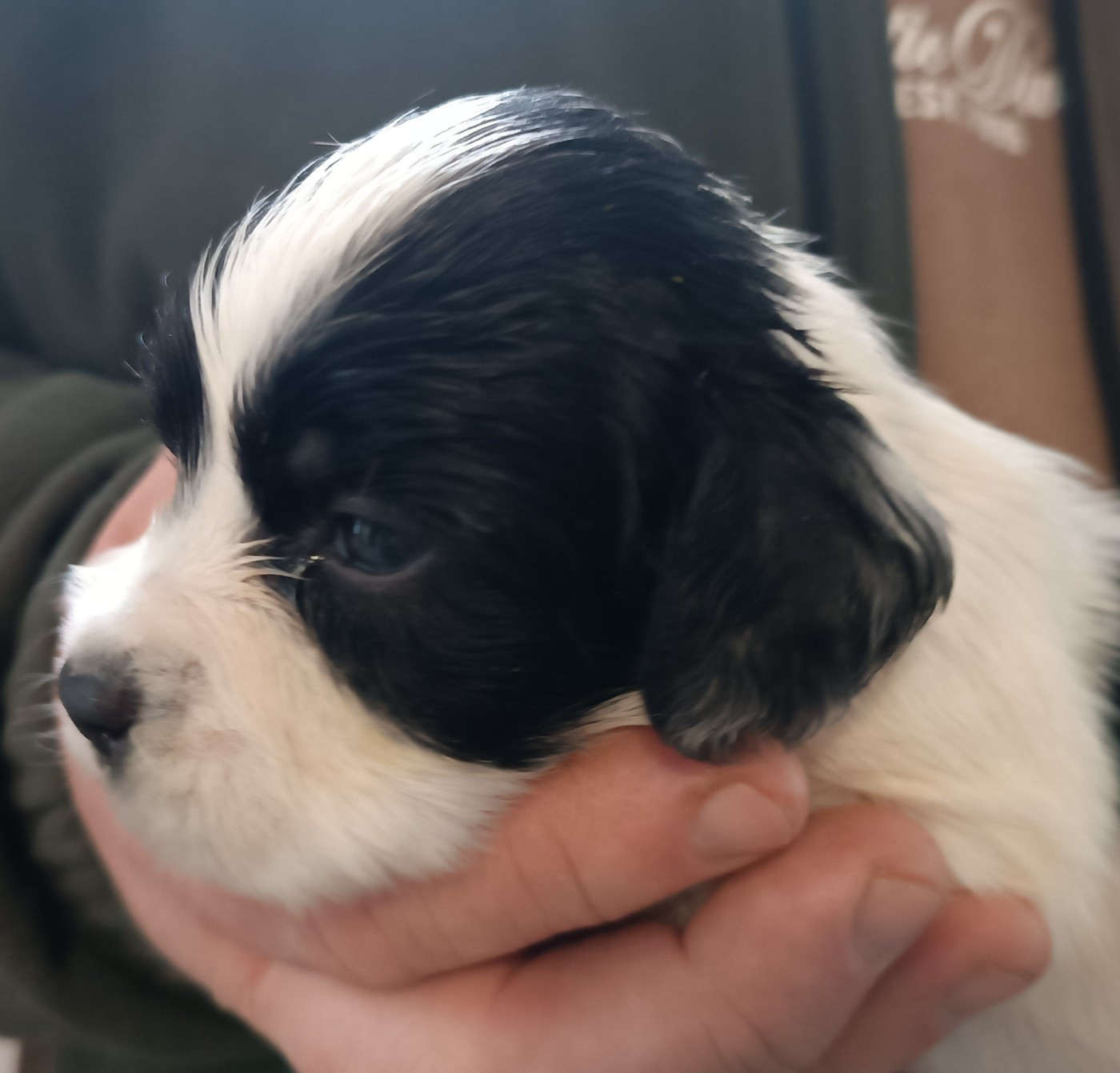 De La Motte Bientquoise - Chiots disponibles - English Springer Spaniel