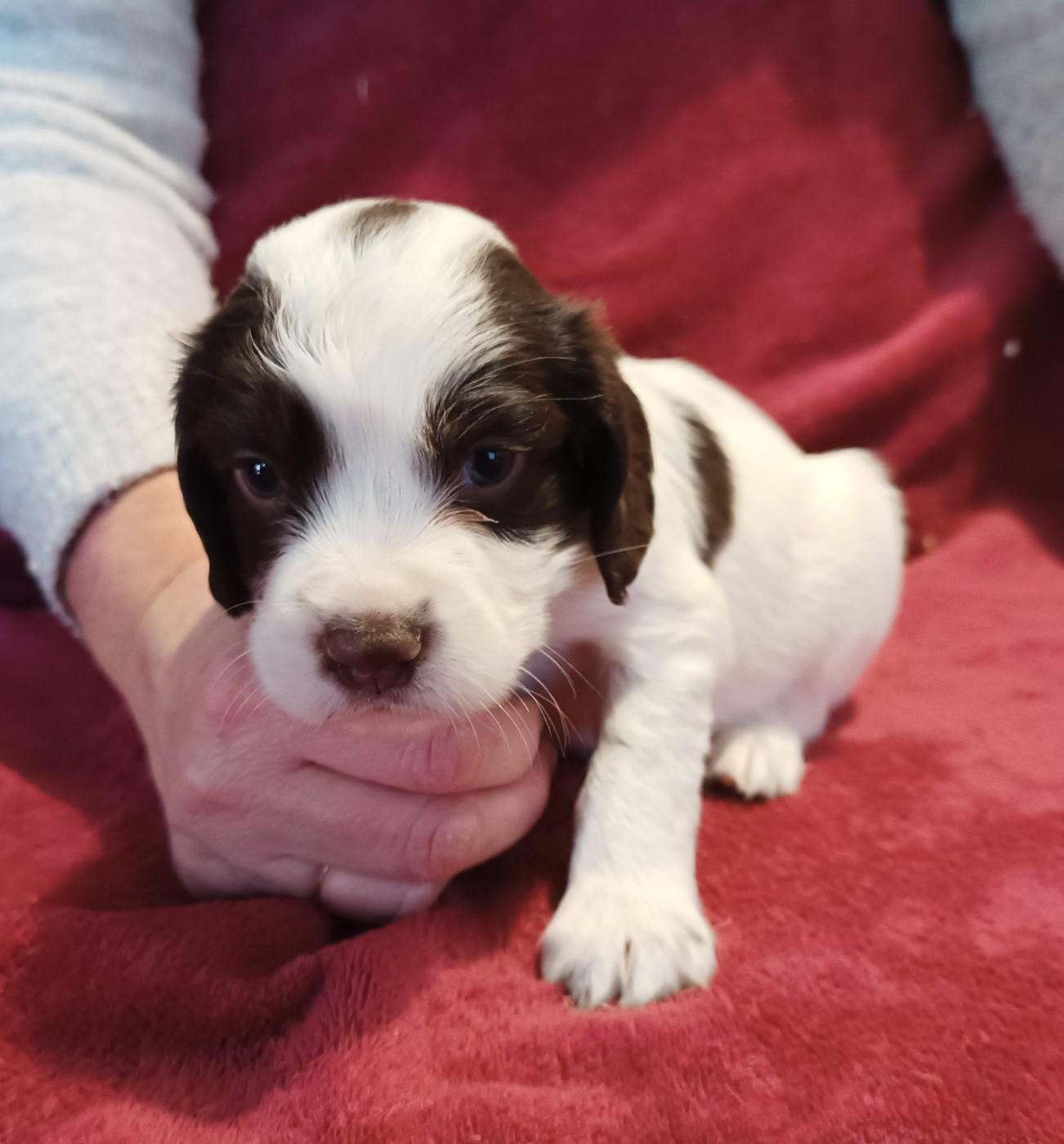 De La Motte Bientquoise - Chiots disponibles - English Springer Spaniel