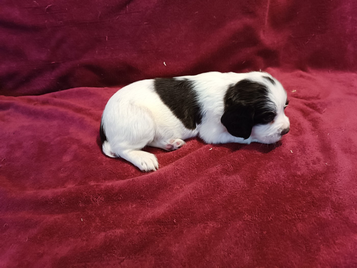 De La Motte Bientquoise - Chiots disponibles - English Springer Spaniel