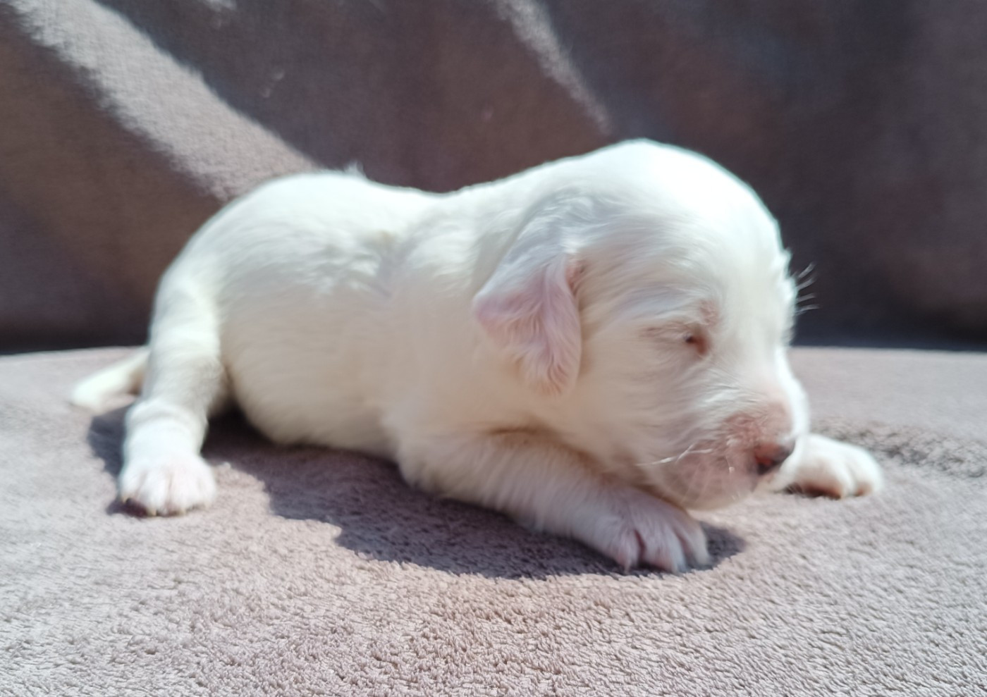 De La Motte Bientquoise - Chiots disponibles - Setter Anglais