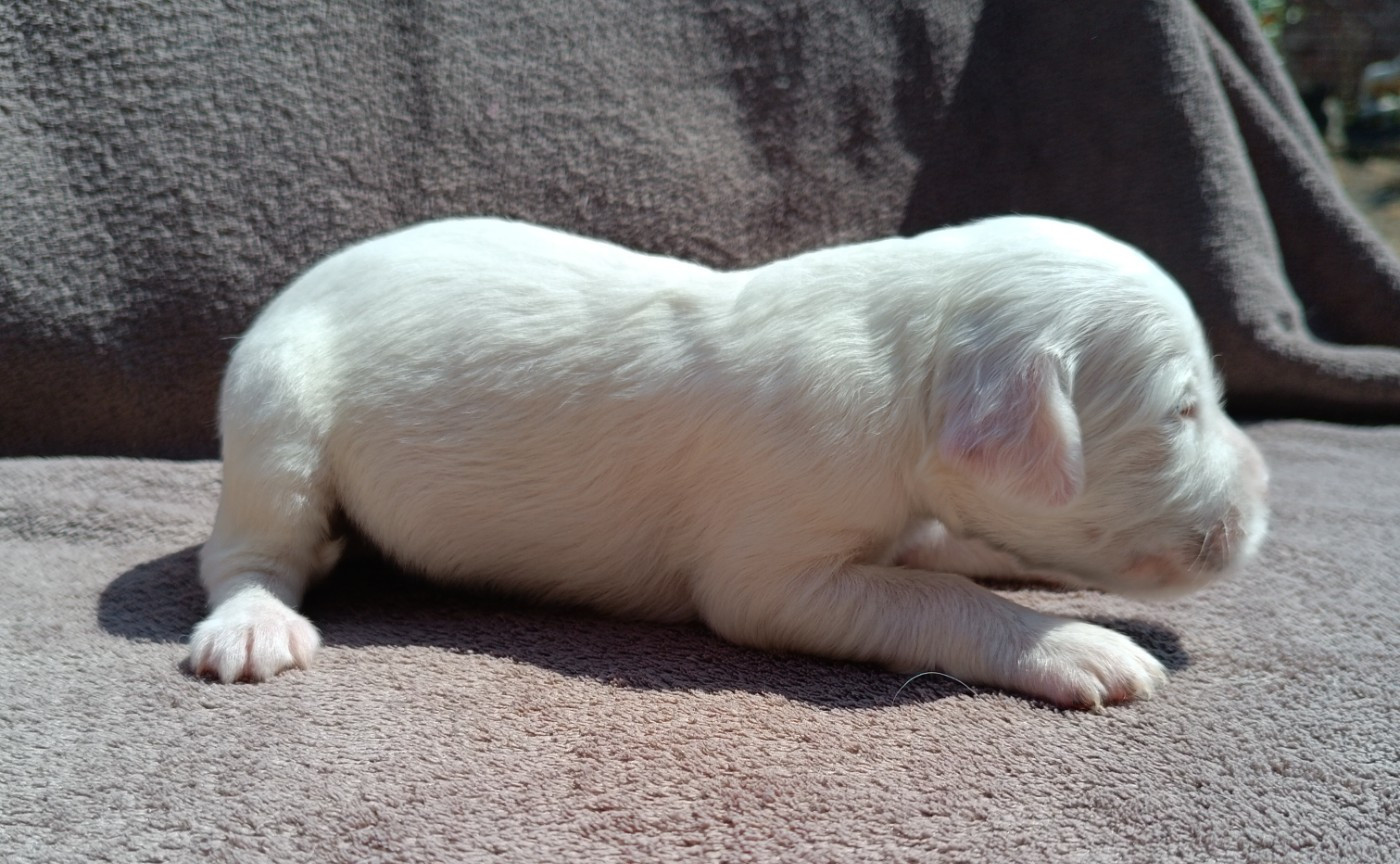 De La Motte Bientquoise - Chiots disponibles - Setter Anglais