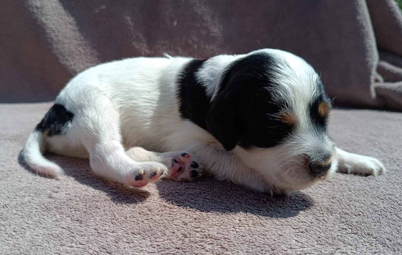 De La Motte Bientquoise - Chiots disponibles - Setter Anglais
