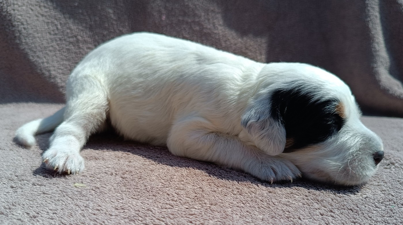 De La Motte Bientquoise - Chiots disponibles - Setter Anglais