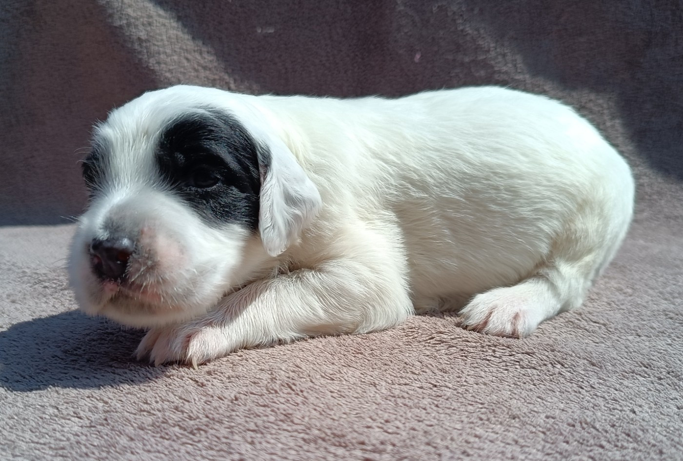 De La Motte Bientquoise - Chiots disponibles - Setter Anglais