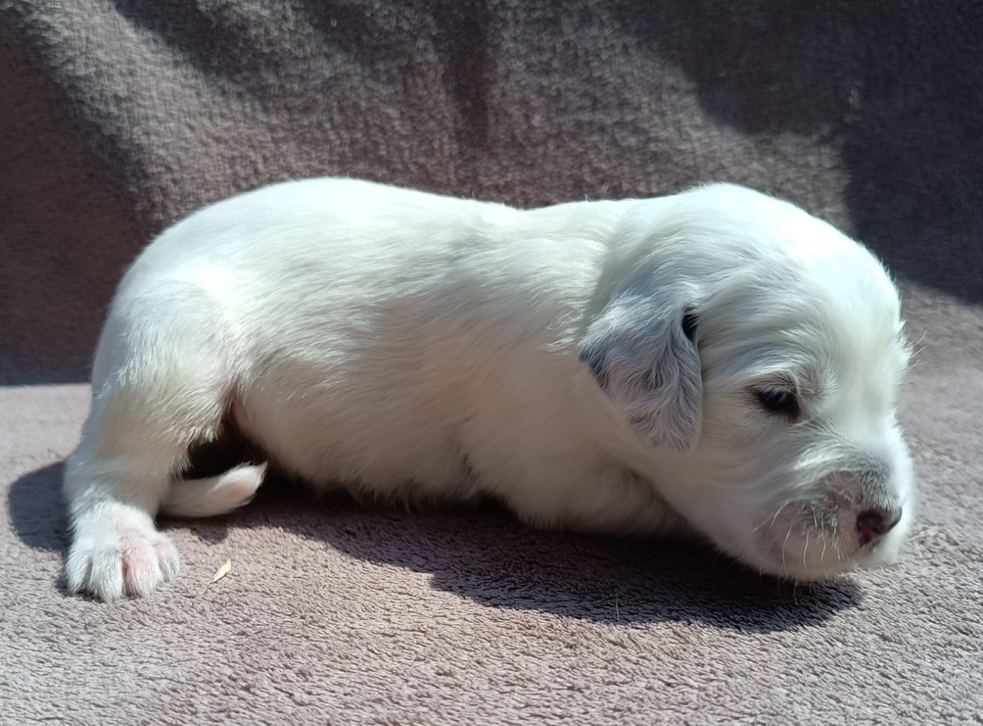 De La Motte Bientquoise - Chiots disponibles - Setter Anglais