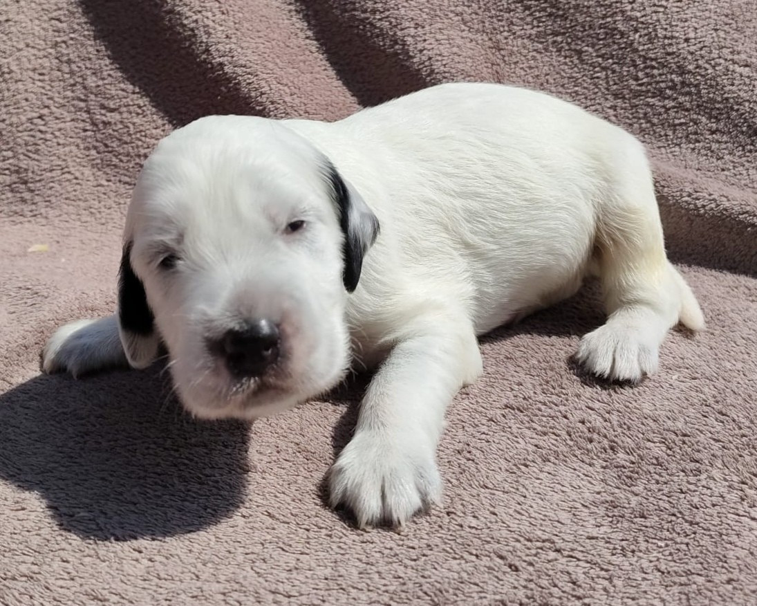 De La Motte Bientquoise - Chiots disponibles - Setter Anglais