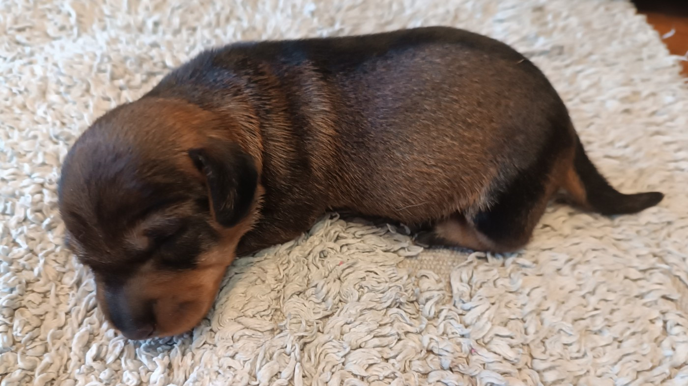 De La Motte Bientquoise - Chiots disponibles - Teckel poil dur