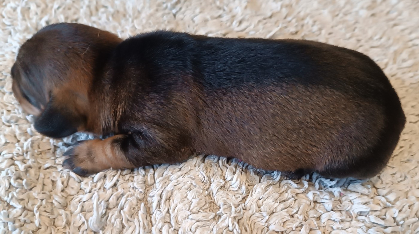 De La Motte Bientquoise - Chiots disponibles - Teckel poil dur