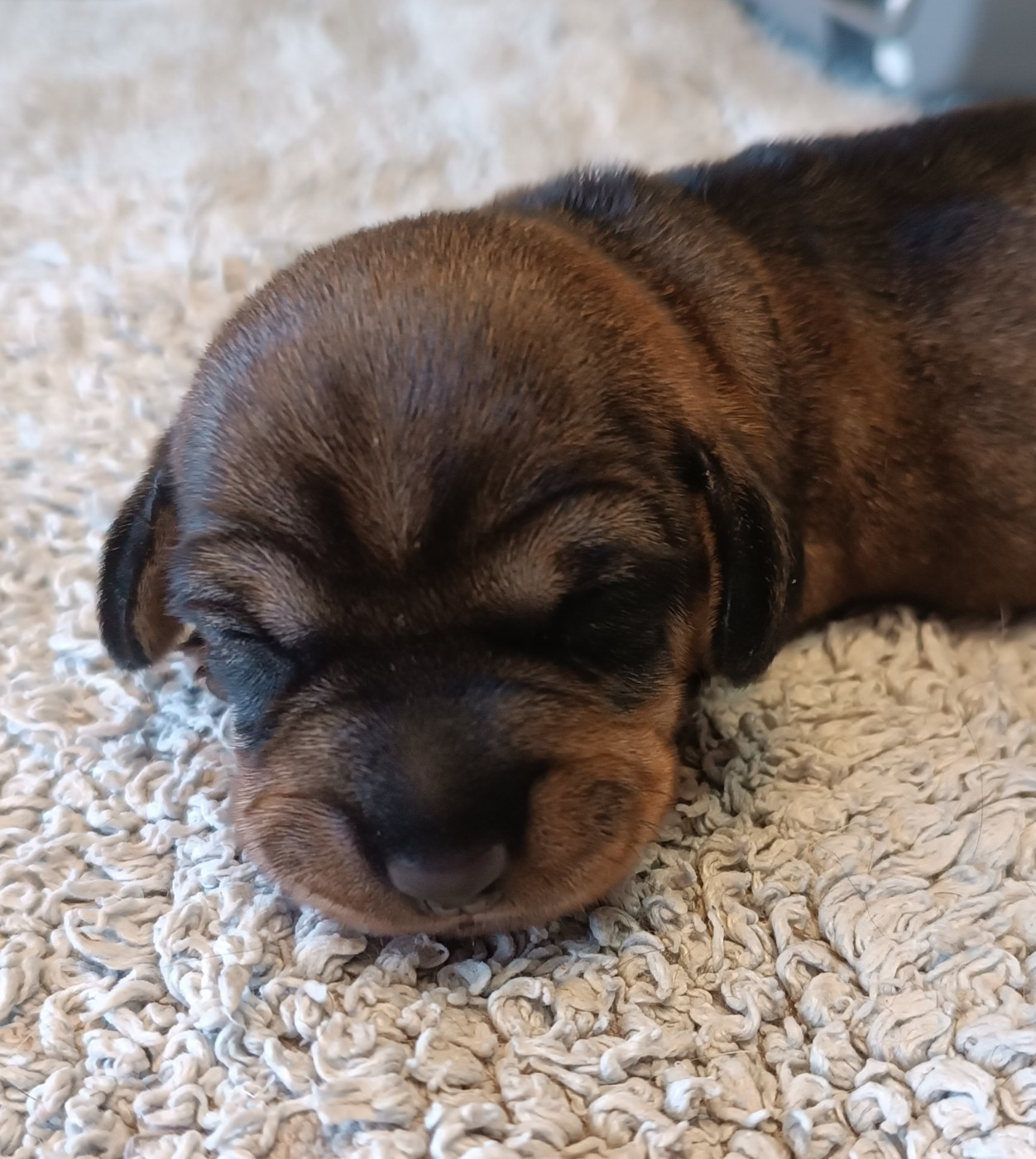 De La Motte Bientquoise - Chiots disponibles - Teckel poil dur