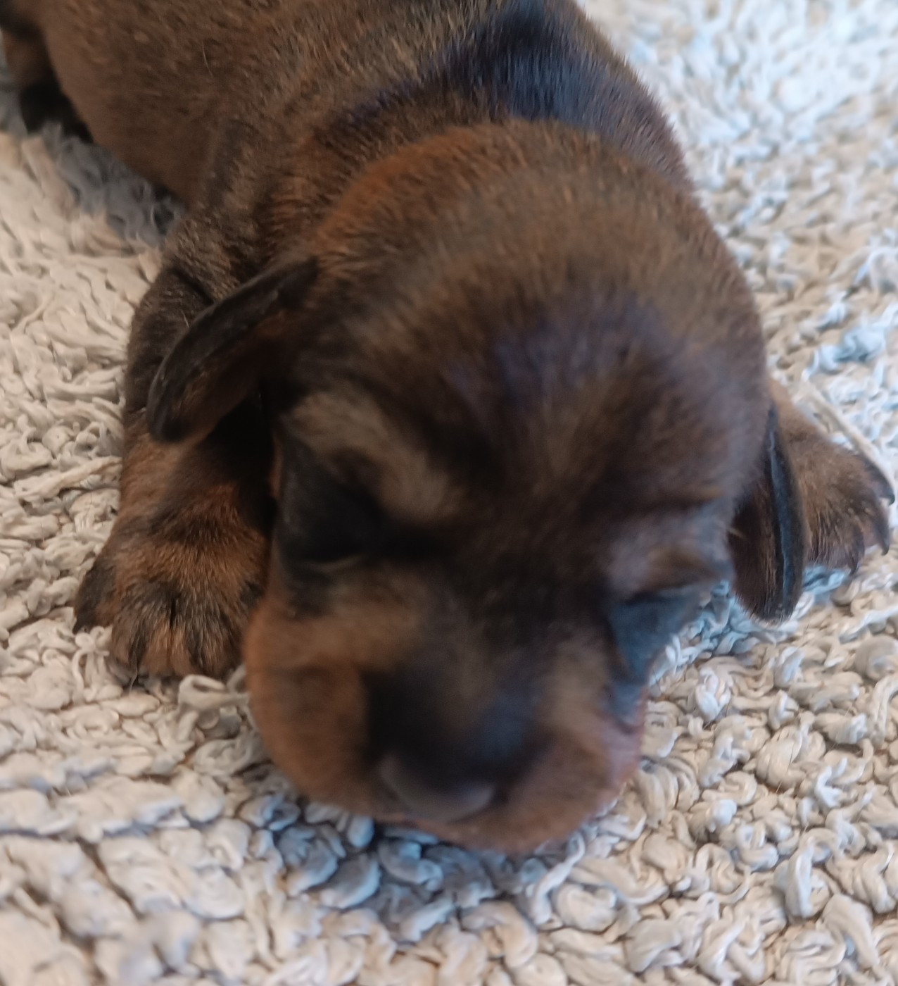 De La Motte Bientquoise - Chiots disponibles - Teckel poil dur