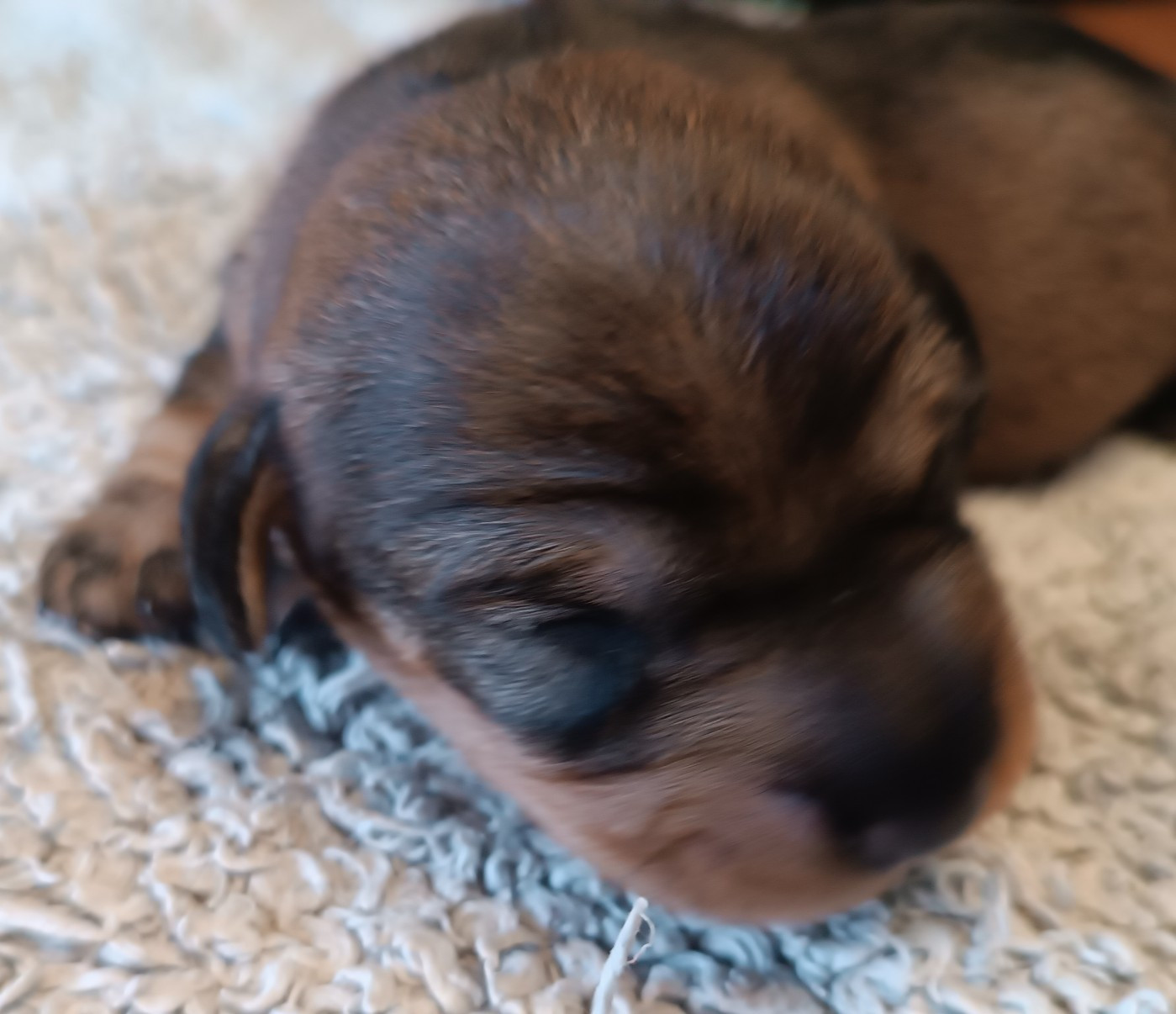 De La Motte Bientquoise - Chiots disponibles - Teckel poil dur