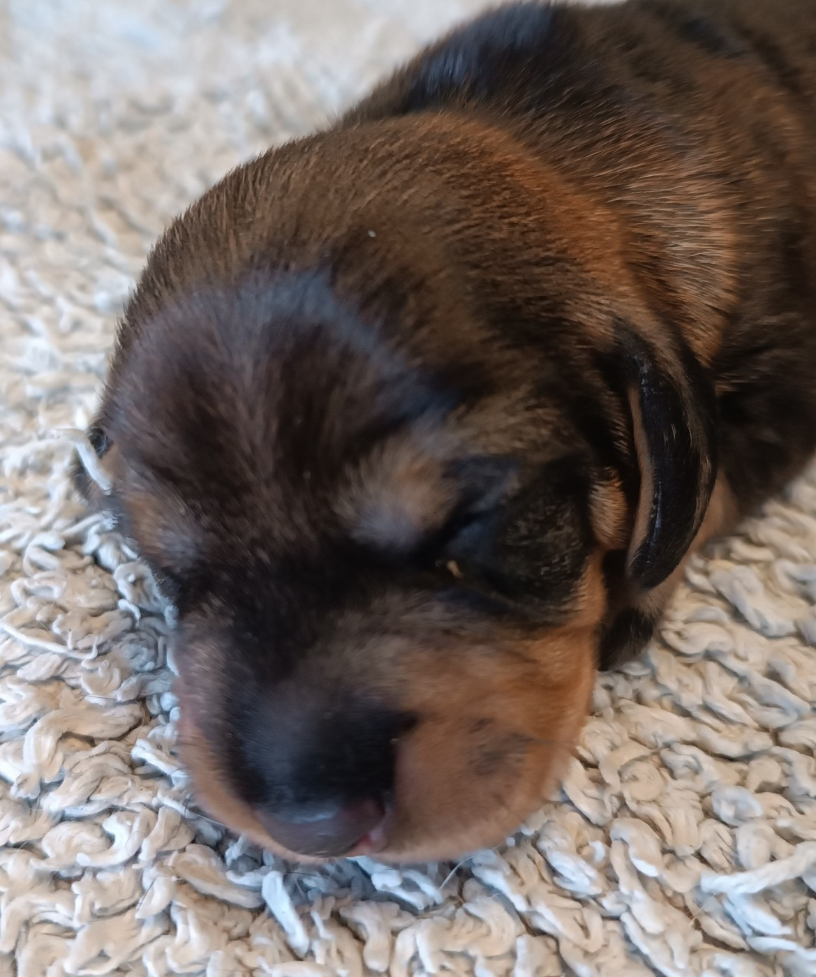 De La Motte Bientquoise - Chiots disponibles - Teckel poil dur