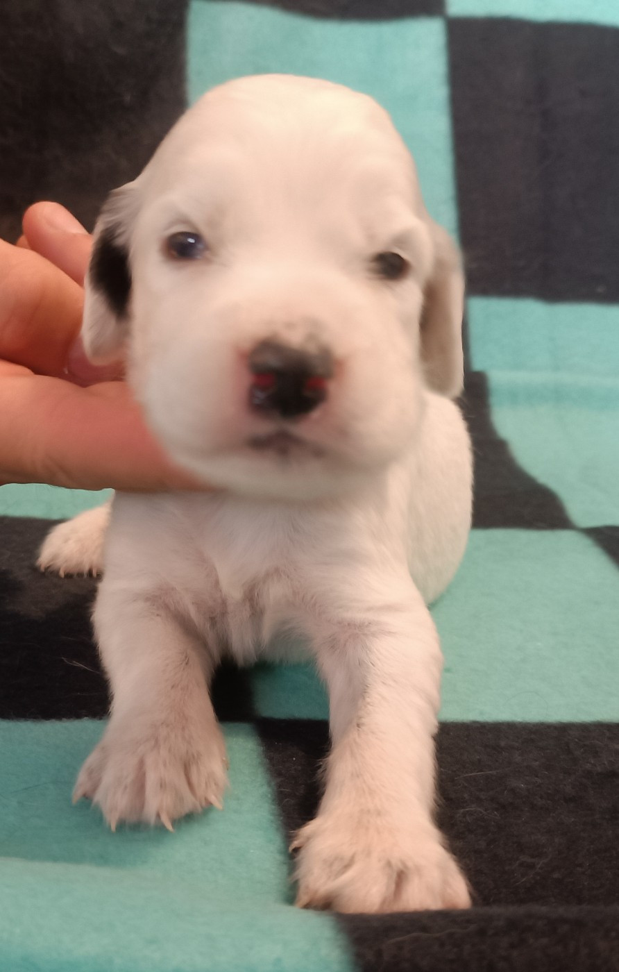 De La Motte Bientquoise - Chiots disponibles - Setter Anglais