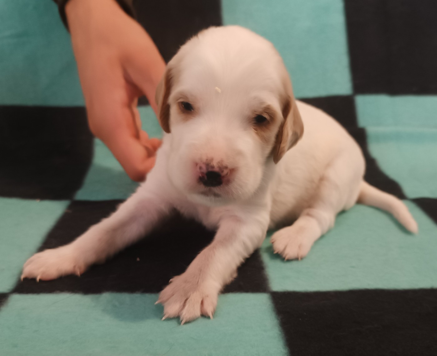De La Motte Bientquoise - Chiots disponibles - Setter Anglais