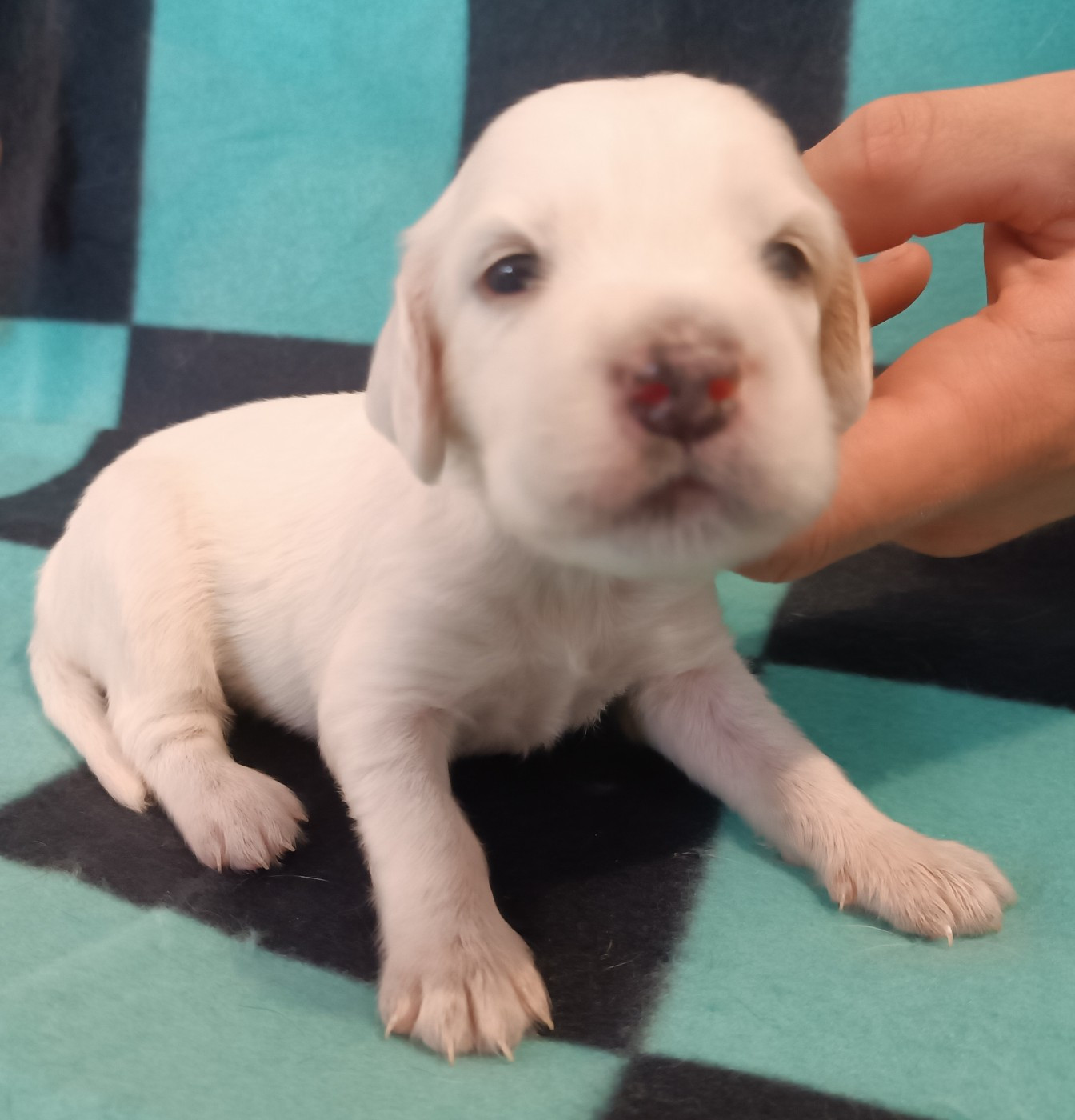 De La Motte Bientquoise - Chiots disponibles - Setter Anglais