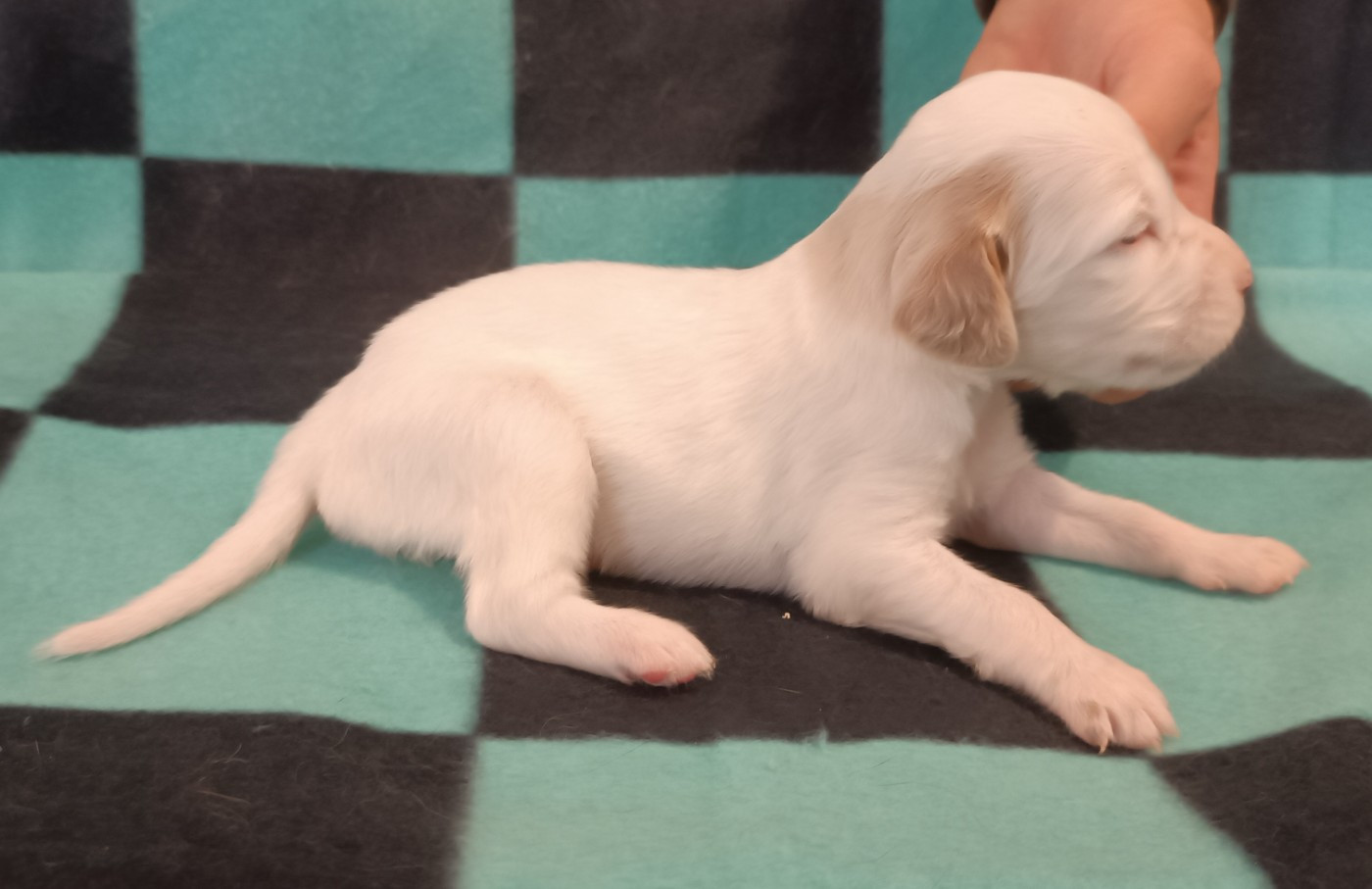 De La Motte Bientquoise - Chiots disponibles - Setter Anglais