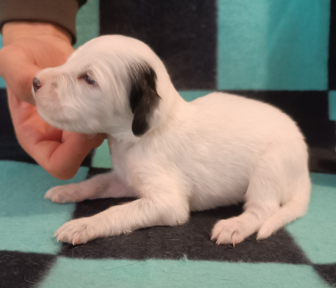 De La Motte Bientquoise - Chiots disponibles - Setter Anglais