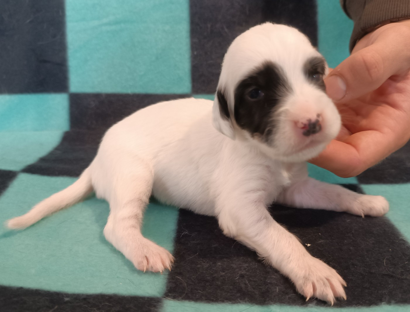 De La Motte Bientquoise - Chiots disponibles - Setter Anglais