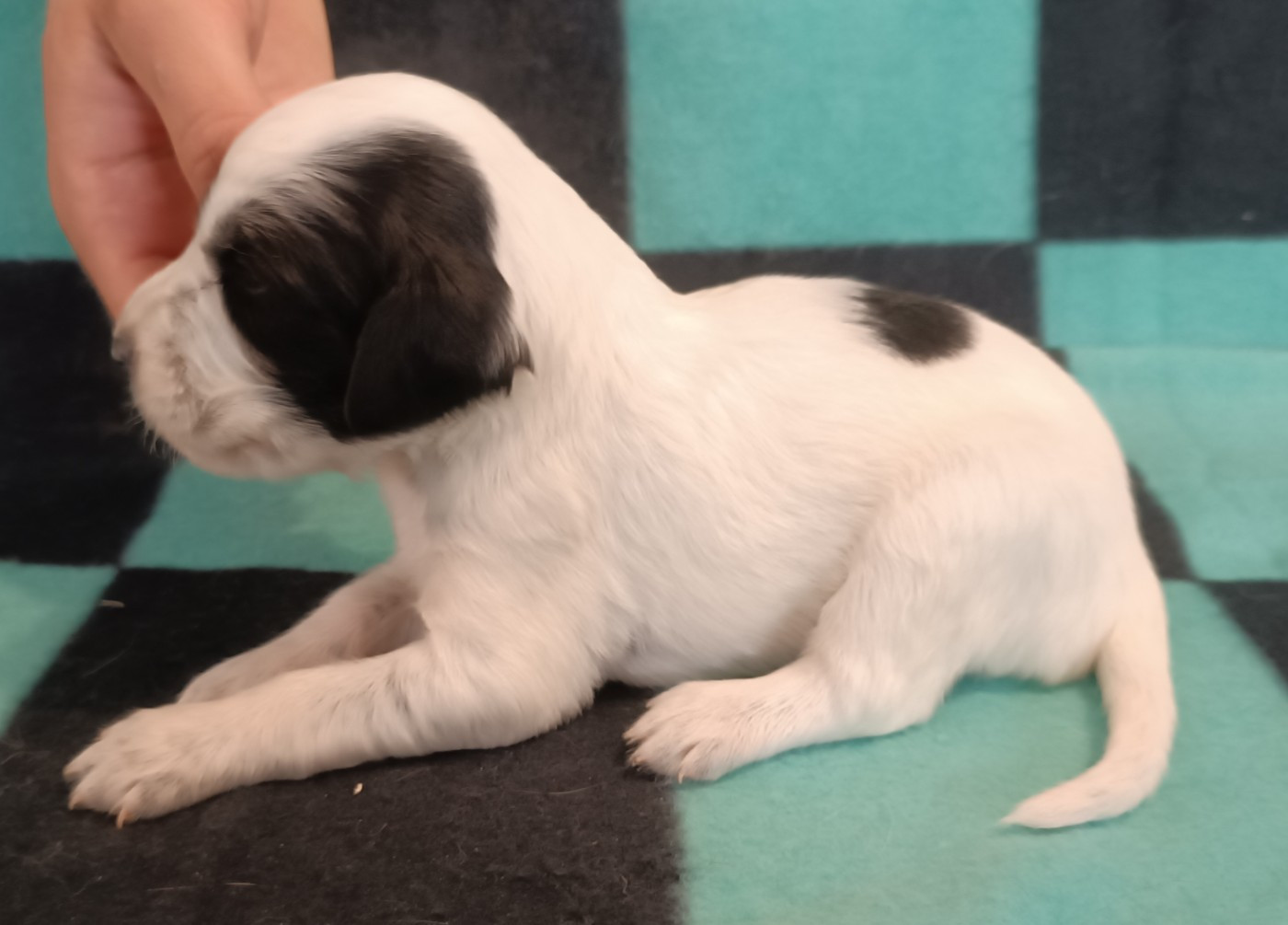 De La Motte Bientquoise - Chiots disponibles - Setter Anglais