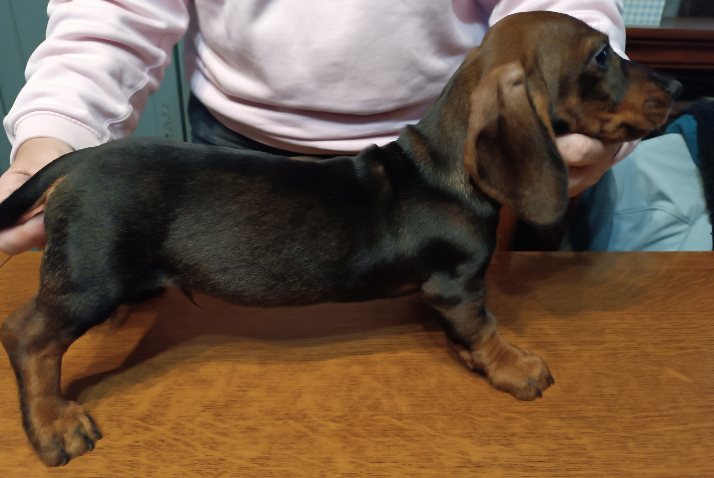 De La Motte Bientquoise - Chiots disponibles - Teckel poil dur