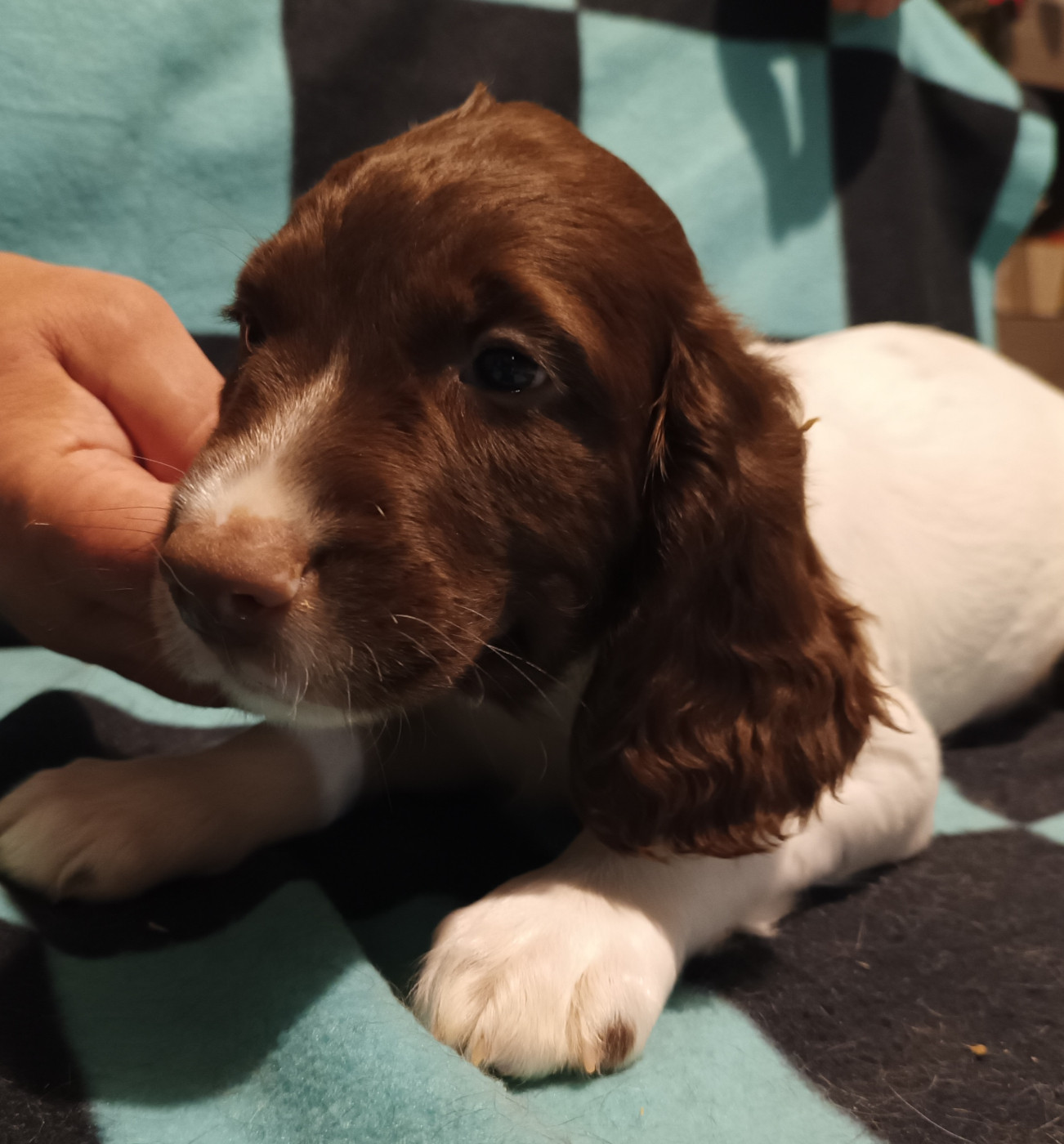 De La Motte Bientquoise - Chiots disponibles - English Springer Spaniel