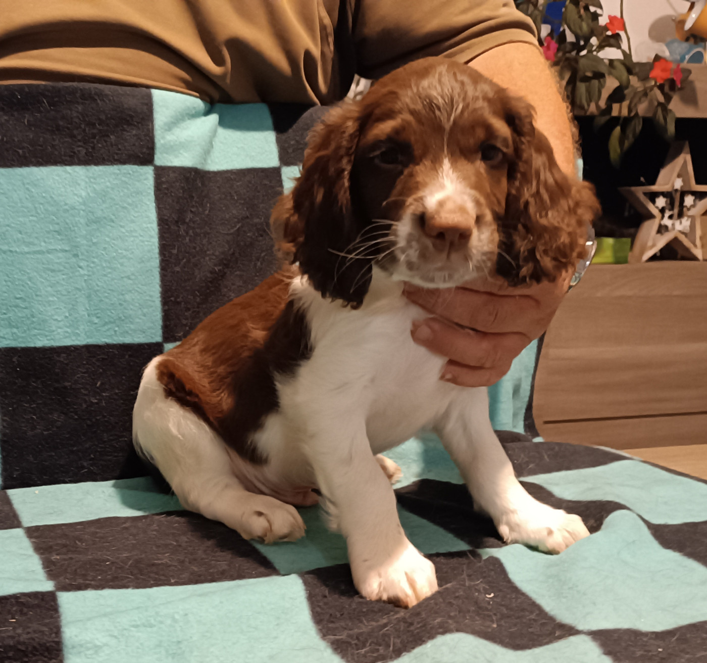 De La Motte Bientquoise - Chiots disponibles - English Springer Spaniel