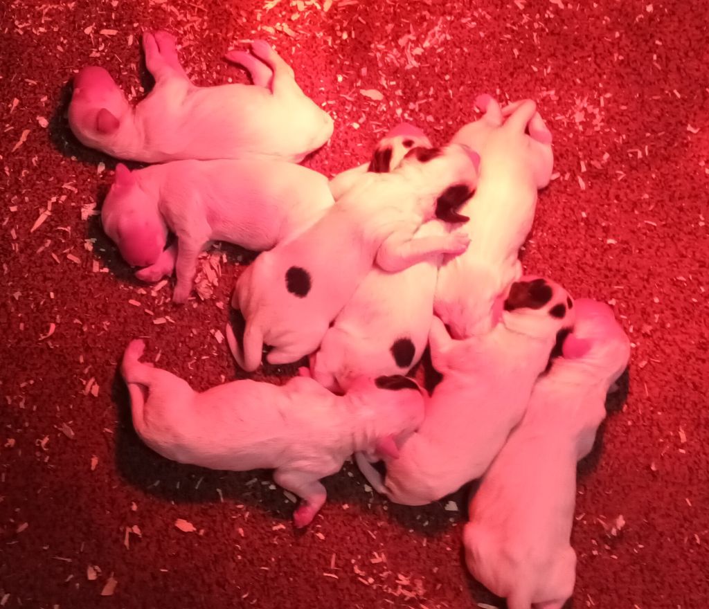 Chiot Setter Anglais De La Motte Bientquoise