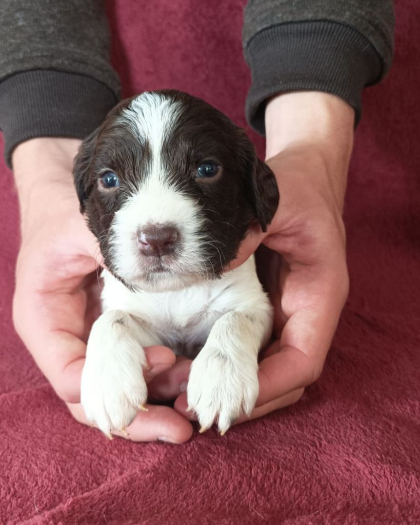 De La Motte Bientquoise - Chiots disponibles - English Springer Spaniel