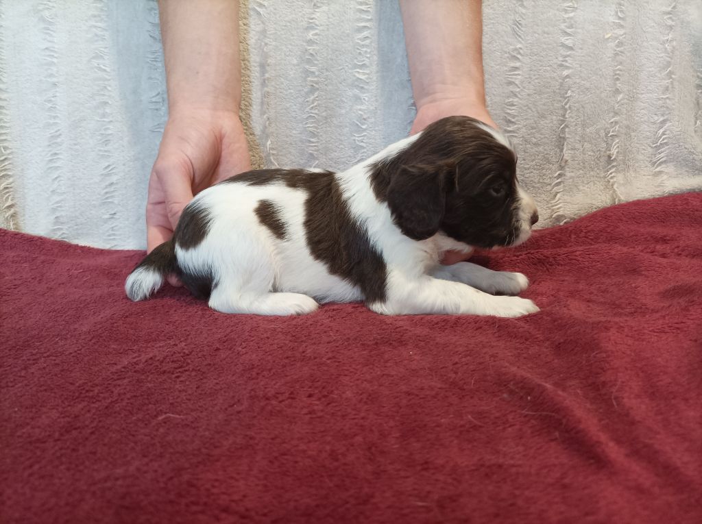 De La Motte Bientquoise - Chiots disponibles - English Springer Spaniel
