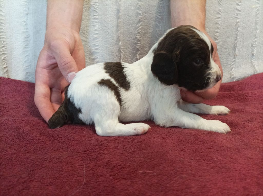 De La Motte Bientquoise - Chiots disponibles - English Springer Spaniel