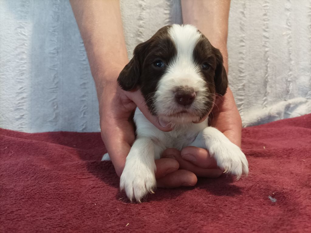 De La Motte Bientquoise - Chiots disponibles - English Springer Spaniel