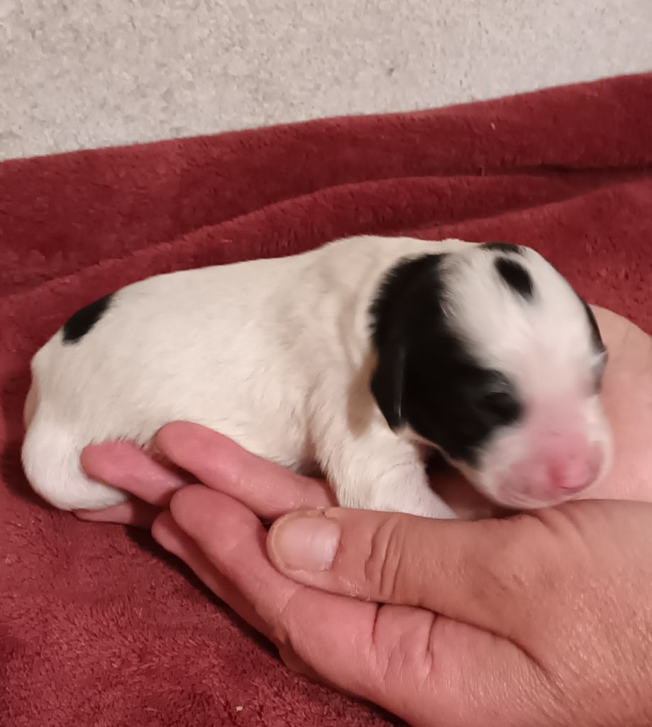 De La Motte Bientquoise - Chiots disponibles - Setter Anglais