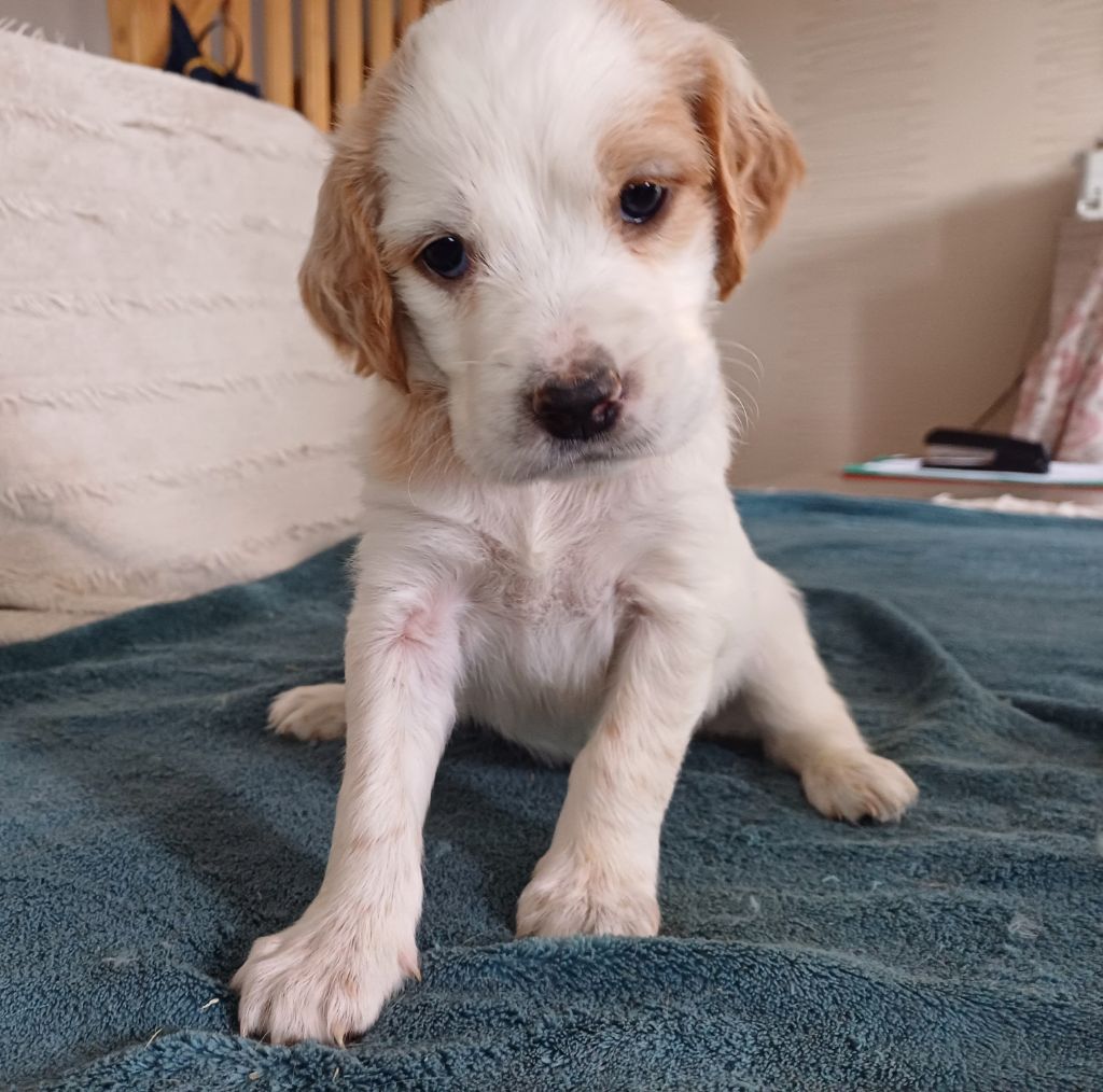 De La Motte Bientquoise - Chiots disponibles - Setter Anglais