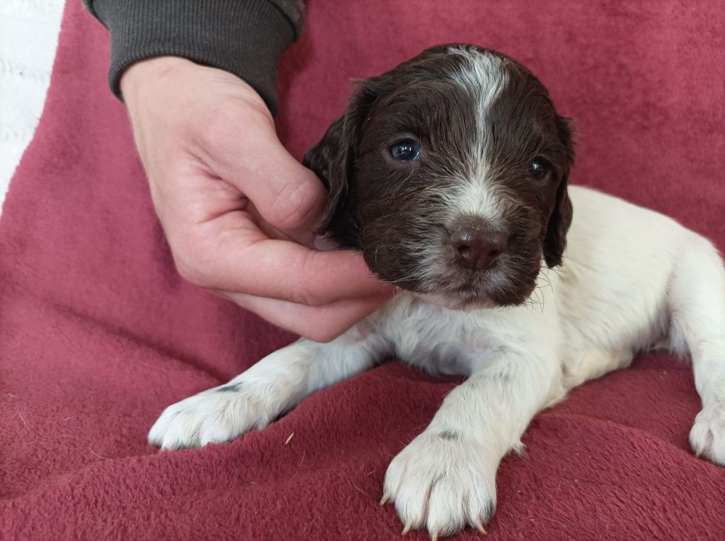 De La Motte Bientquoise - Chiots disponibles - English Springer Spaniel