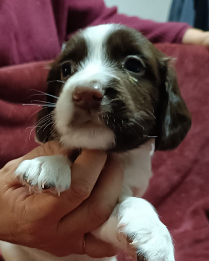 De La Motte Bientquoise - Chiots disponibles - English Springer Spaniel