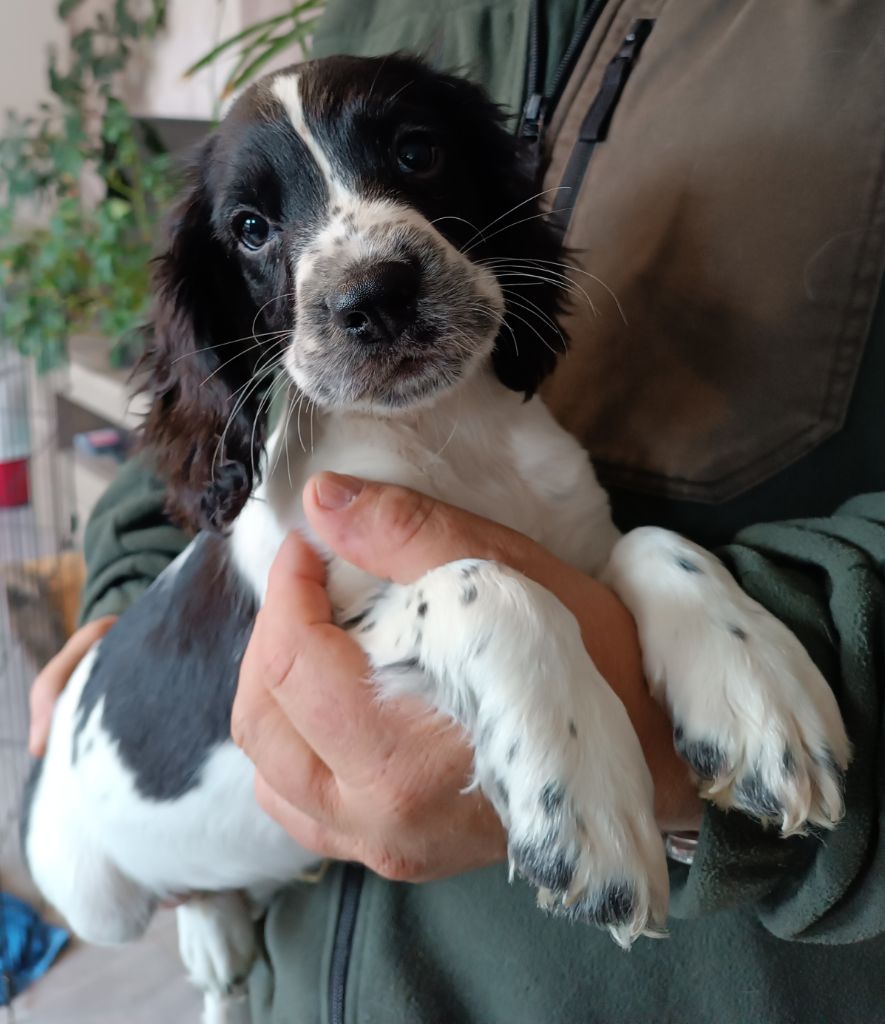 De La Motte Bientquoise - Chiots disponibles - English Springer Spaniel