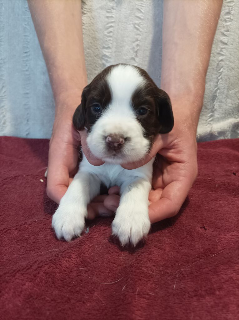 De La Motte Bientquoise - Chiots disponibles - English Springer Spaniel