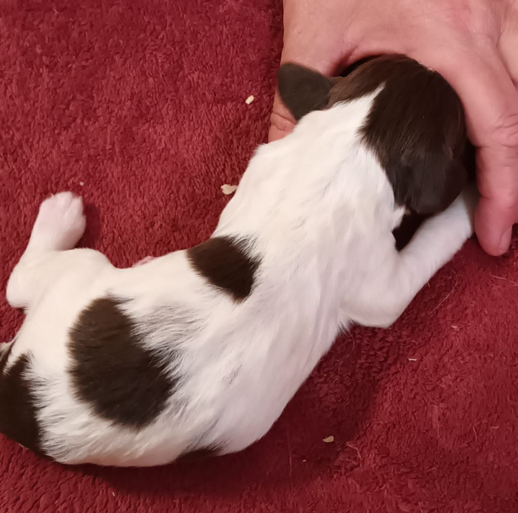De La Motte Bientquoise - Chiots disponibles - English Springer Spaniel