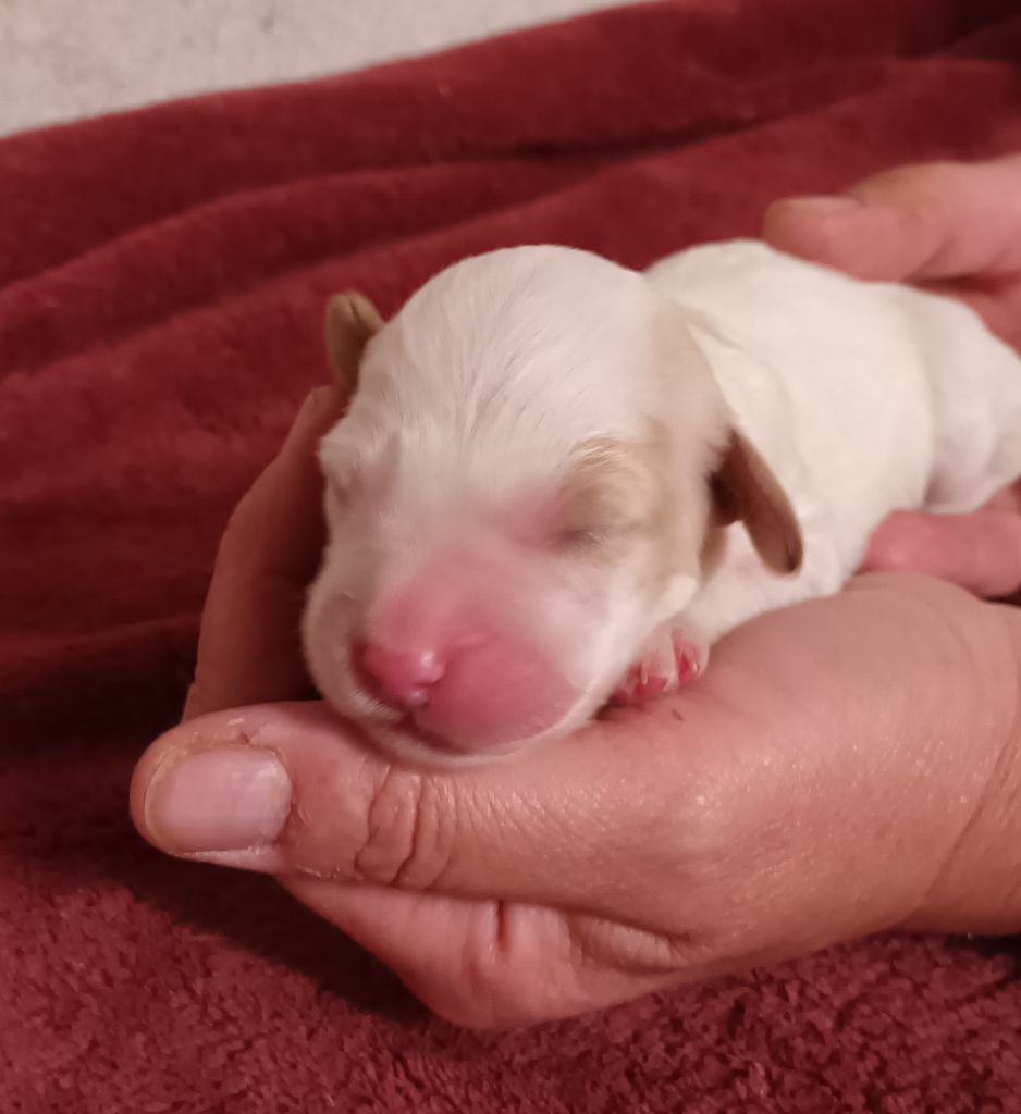 De La Motte Bientquoise - Chiots disponibles - Setter Anglais