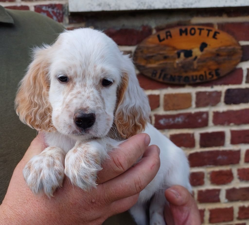 De La Motte Bientquoise - Chiots disponibles - Setter Anglais