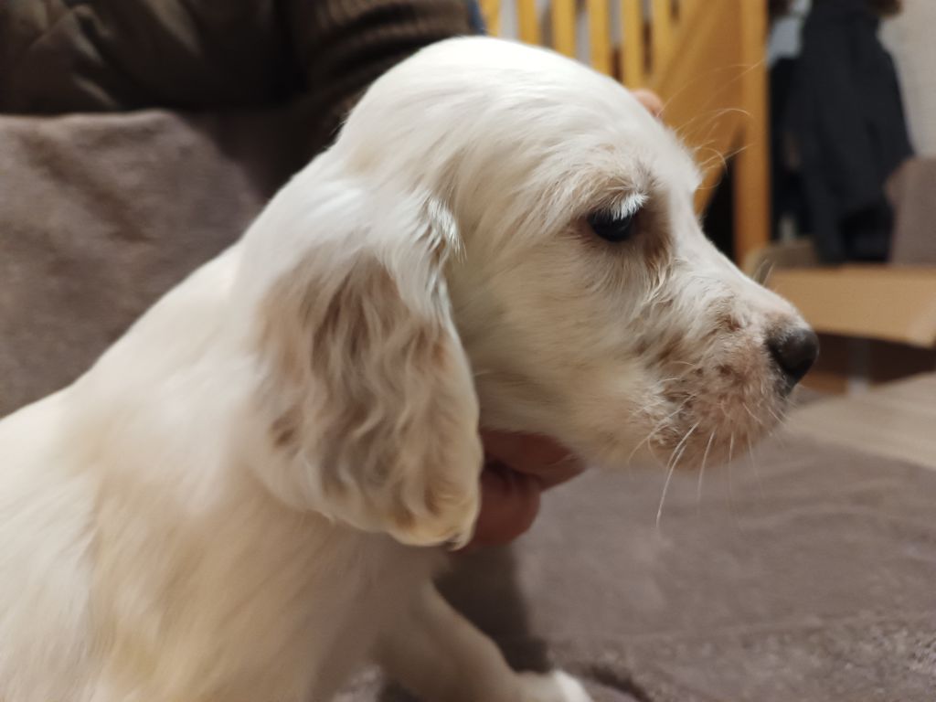 De La Motte Bientquoise - Chiots disponibles - Setter Anglais
