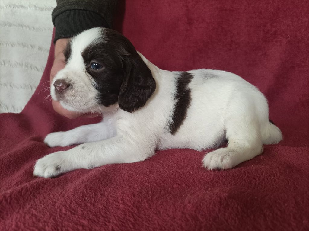 De La Motte Bientquoise - Chiots disponibles - English Springer Spaniel